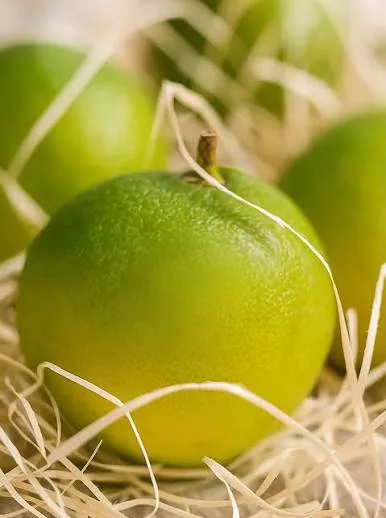 Bergamota fresca de Calabria, recién recolectada